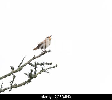 Un wren (UK) in canzone completa. Foto Stock