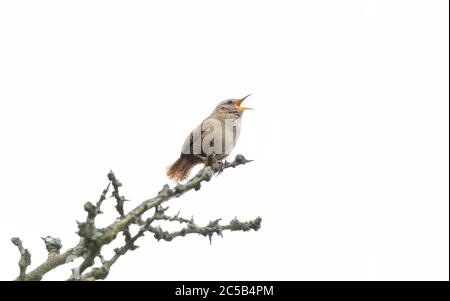 Un wren (UK) in pieno brano arroccato su un ramo con uno sfondo bianco. Foto Stock