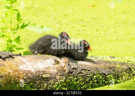 Due pulcini di gallinula, gallinula chloropus, rallidae seduta su un tronco Foto Stock