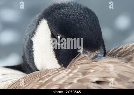 Canada oca branta canadensis testa o primo piano, Inghilterra UK Foto Stock
