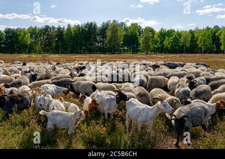 Gregge di pecore nella brughiera di Nemitz nel parco naturale Elbhöhen-Wendland, distretto di Lüchow-Dannenberg, bassa Sassonia, Germania Foto Stock