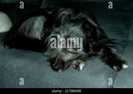 Un carino cane nero tibetano terrier seduto sul divano Foto Stock