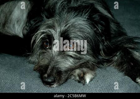 Un carino cane nero tibetano terrier seduto sul divano Foto Stock