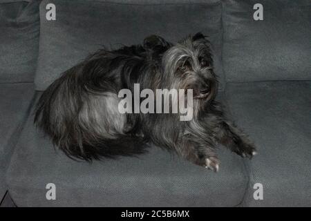 Un carino cane nero tibetano terrier seduto sul divano Foto Stock