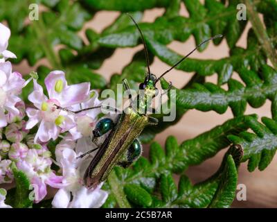 Fiore Thick-Legged Beetle Foto Stock