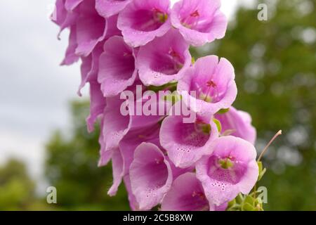 Il guanto di volluso produce ovate a foglie oblunghe sulla parte bassa dello stelo che è tappata da un gruppo di fiori puntati viola alto a forma di campana e pendolo su un lato Foto Stock