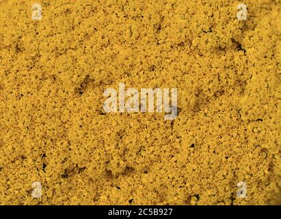 Achillea Moonshine. Piatti di fiori gialli luminosi su steli verdi grigi con foglie di piuma. Forma un grumo aperto ideale per la parte anteriore di un bordo Foto Stock