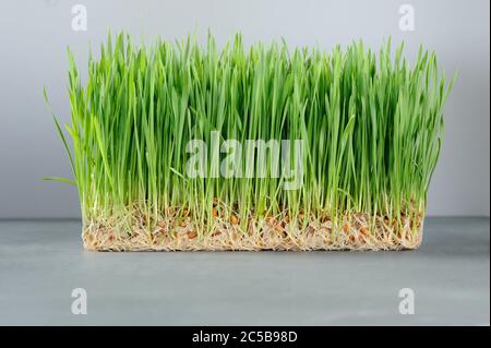 Erba di grano verde fresca biologica per erba di wheatgrass shots.Grassy patch sul grigio background.The foglie e steli della pianta sono completamente senza glutine. Foto Stock