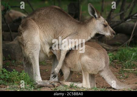 Canguri al Lone Pine Koala Sanctuary a Brisbane, Australia Foto Stock