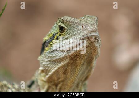 Drago d'acqua orientale al Lone Pine Koala Sanctuary, Brisbane Foto Stock