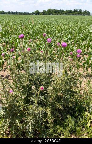 Annuire i thistles (nutans di Carduus), che crescono ai bordi del campo di mais, Michigan sudoccidentale, Stati Uniti, da James D Coppinger/Dembinsky Photo Assoc Foto Stock