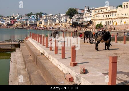 Pushkar Lake o Pushkar Sarovar è un lago sacro degli Indù si trova nella città di Pushkar, nel distretto di Ajmer, nello stato del Rajasthan Foto Stock