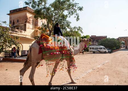 Il cammello fa parte del paesaggio del Rajasthan; l'icona dello stato del deserto, parte della sua identità culturale, e un animale economicamente importante per Foto Stock