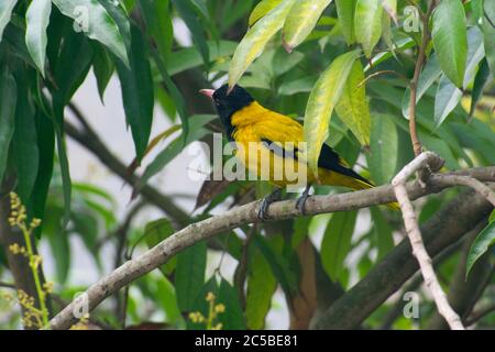 L'oriole nero con cappuccio è un membro della famiglia oriole di uccelli passerini ed è un allevatore residente in Asia tropicale meridionale dall'India e Sri LAN Foto Stock