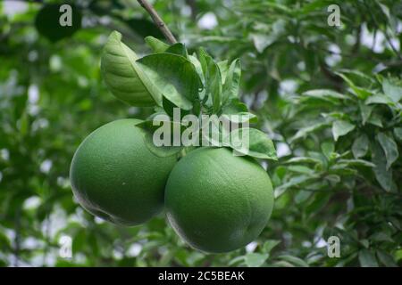 Il pomelo, il pummelo, o in termini scientifici Citrus maxima o Citrus grandis, è il più grande agrumi della famiglia Rutaceae e il principale AN Foto Stock