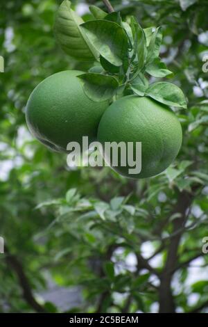 Il pomelo, il pummelo, o in termini scientifici Citrus maxima o Citrus grandis, è il più grande agrumi della famiglia Rutaceae e il principale AN Foto Stock