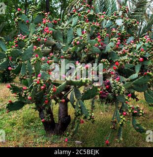 Il meraviglioso giardino e il boschetto di Villa Bonanno coprono la maggior parte di Piazza della Vittoria, Palermo, Sicilia, Italia Foto Stock