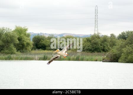 Il Pellcan Bianco Americano (Pelecanus erythrorhynchos) che vola sopra un lago, verso la telecamera con le ali spalancate, entrando a terra. Foto Stock