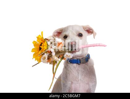 Adorabile terrier mix cucciolo tenendo un bouquet di fiori in bocca guardando spettatore con l'espressione di desiderio, isolato su bianco. Foto Stock