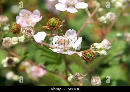 Ape di miele che raccoglie polline dai fiori rosa sulle viti di blackberry. Una specie iconica di impollinazione. Foto Stock