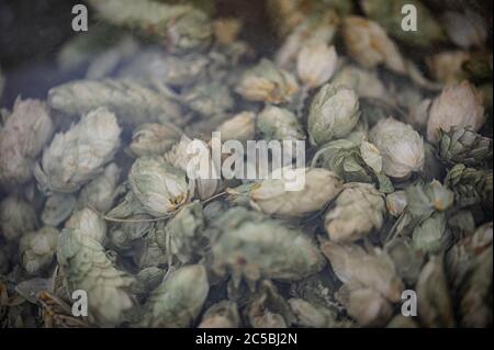 Il luppolo immersione in acqua per essere usato per fare la birra Foto Stock