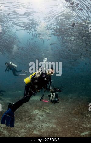 Subacquei con scuola di Blackfin Barracuda, Sphyraena qenie, Barracuda Point sito di immersione, isola Sipadan, Sabah, Malesia, Celebes Sea Foto Stock