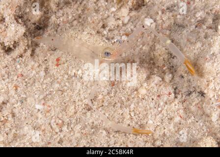 Commensal Shrimp, Cuapetes sp, immersione notturna, Paradise II sito di immersione, Sipadan Water Village House Reef, Mabul Island, vicino Sipadan Island, Sabah, Malesia Foto Stock