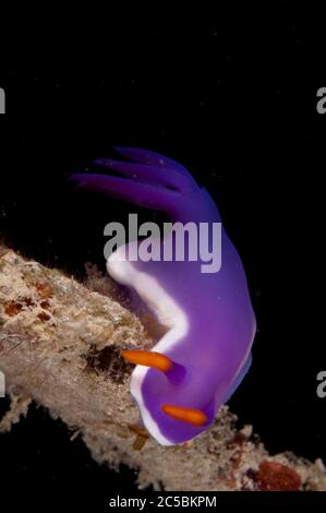 Royal Hypselodoris nudiranch, Hypselodoris sp, immersione notturna, Paradise II sito di immersione, Sipadan Water Village House Reef, Mabul Island, vicino a Sipadan Island Foto Stock