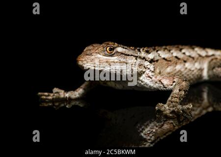 Lucertola spinosa del Texas (Sceloporus olivaceus) su primo piano nero Foto Stock