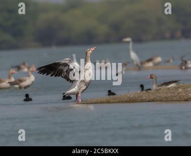 Gylag Oca (Anser anser) che batte ali. Foto Stock