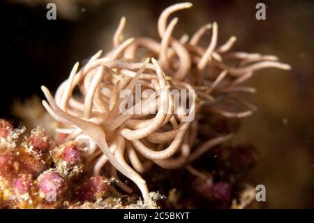 Briareum Phyllodesmium nudiranch, Phyllodesmium briareum, Eel Gardens sito di immersione, Mabul Island, vicino Sipadan Island, Sabah, Malesia, Celebes Sea Foto Stock