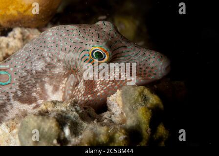 Toby a sella nera, Canthigaster valentini, con colori notturni, immersione notturna, Paradise II sito di immersione, Sipadan Water Village House Reef, Isola di Mabul Foto Stock