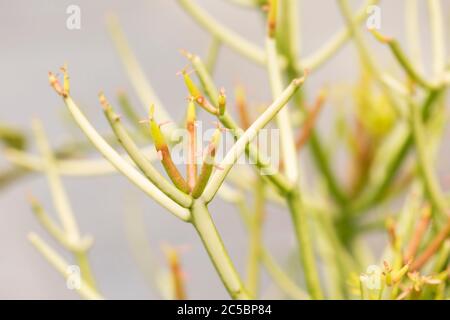 Albero della matita rossa (Euphorbia tirucalli), in varietà bastoni sul fuoco, famiglia Euphorbiaceae, un arbusto tropicale succulente velenoso originario dell'Africa e dell'Asia Foto Stock