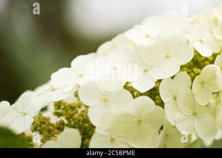 Foglie di quercia idrangea (Hydrangea quercifolia) cv. Regina della neve nella famiglia Saxifragaceae, fiorente in estate. Foto Stock