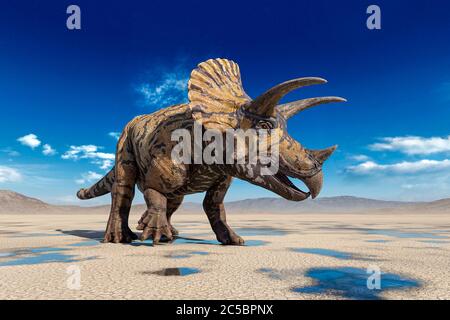 triceratops sul deserto che cammina dopo la pioggia vista laterale, illustrazione 3d Foto Stock