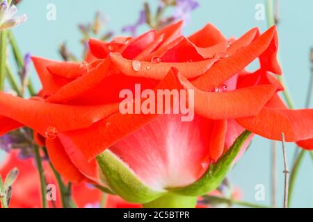 Bella rosa rosso tè ibrido in giardino. Foto Stock