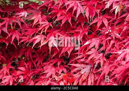 Autunno foglie giardino rosso giapponese acero rosso foglie Foto Stock