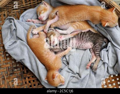 Scena divertente dall'alto con quattro cuccioli neonati che dormono insieme, carino, umorismo e grazioso animale bambino con stile di sdraiarsi quando dormire nel cesto Foto Stock