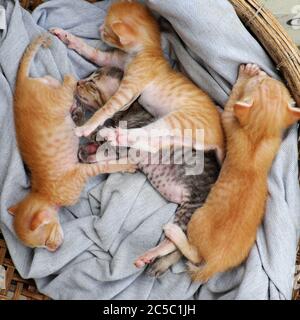 Scena divertente dall'alto con quattro cuccioli neonati che dormono insieme, carino, umorismo e grazioso animale bambino con stile di sdraiarsi quando dormire nel cesto Foto Stock