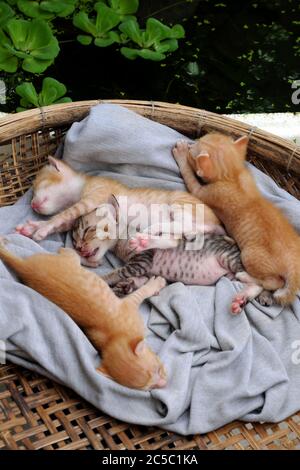 Scena divertente dall'alto con quattro cuccioli neonati che dormono insieme, carino, umorismo e grazioso animale bambino con stile di sdraiarsi quando dormire nel cesto Foto Stock