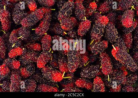 Il gelso maturo (Morus) è nero e rosso su sfondo bianco cibo sano di frutta di gelso isolato Foto Stock