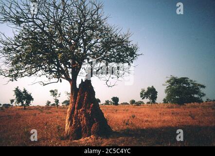 Tumulo di termite in Gambia Foto Stock