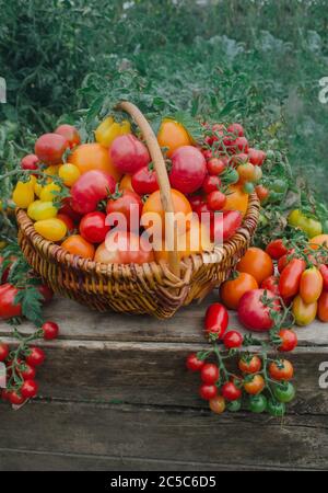 Pomodori in un cestino. Cestino pieno di pomodori vicino alle piante di pomodori. Cestino di pomodori appena raccolti. Pomodori rossi in un cestino. Foto Stock