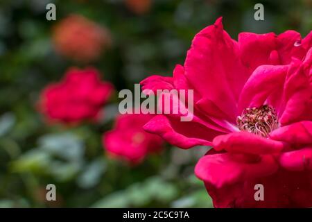 Una rosa rossa isolata a fuoco con più rose rosse sullo sfondo Foto Stock