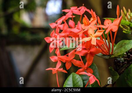 Jungle geranium noto anche come fiamma dei boschi o giungla fiori di fiamma in fuoco con uno sfondo sfocato Foto Stock