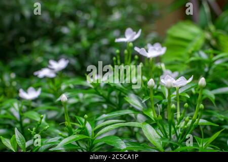 Fiori di pinwheel con le loro gemme e foglie verdi dopo una doccia. Focalizzazione selettiva sui fiori vicini Foto Stock