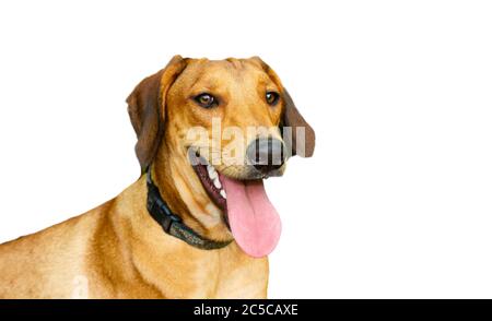 Un cane felice sorride con la lingua fuori isolato su bianco Foto Stock