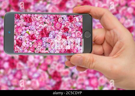 Sfondo rosa brillante con un gran numero di gemme. Sfondo di peonie rosse. Peonie sullo schermo dello smartphone. Foto Stock