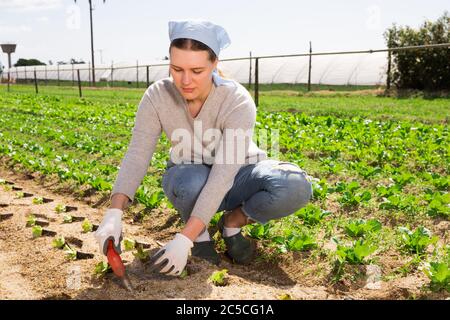 Giardiniere femminile esperto impegnato in ortaggi organici che crescono, piantando in piantine di lattuga aperte a terra in primavera Foto Stock