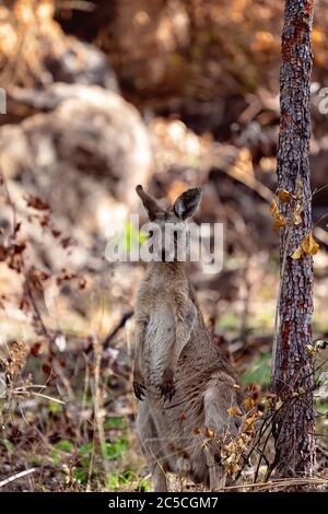 Un canguro australiano che si erge sulle sue gambe posteriori, guardando intorno in un ambiente di macchia Foto Stock